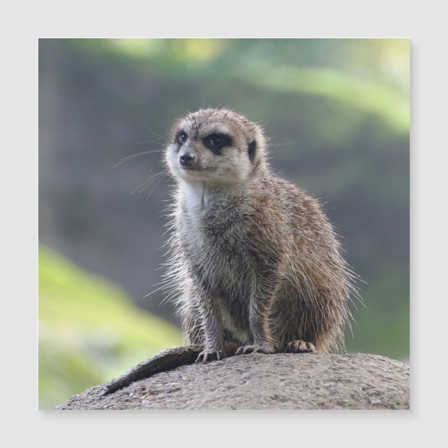 Meerkat_20171101_by_JAMFoto (Front)