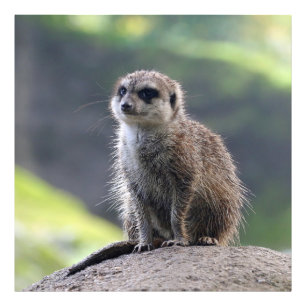 Meerkat_20171101_by_JAMFoto Photo Print