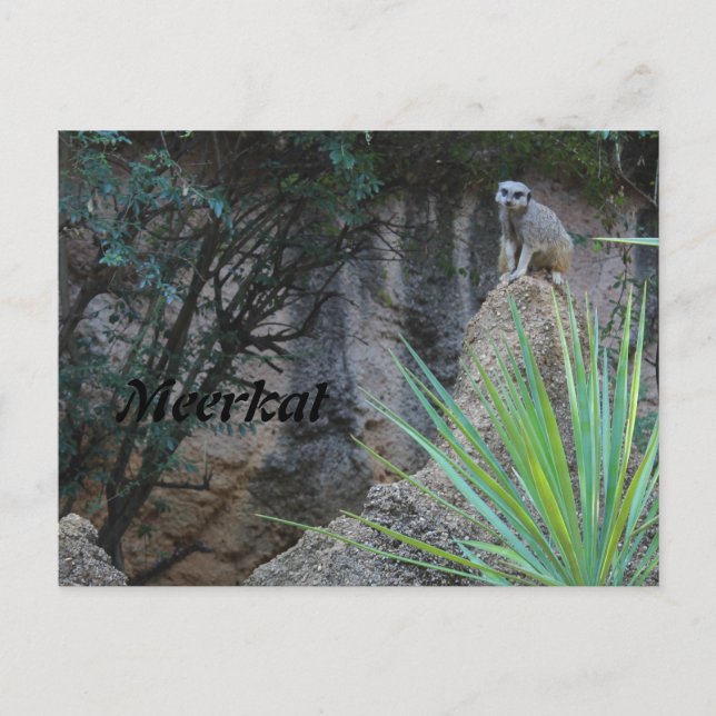 Meerkat # 2 postcard (Front)