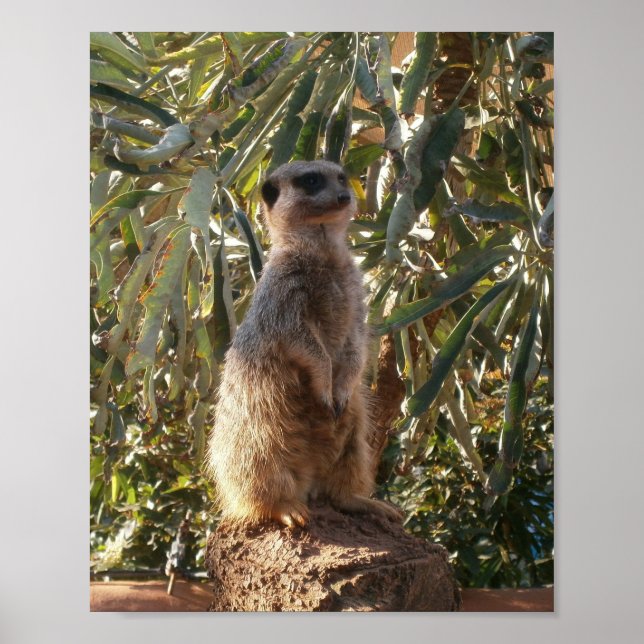 Meerkat And Big Green Leaves, Poster (Front)