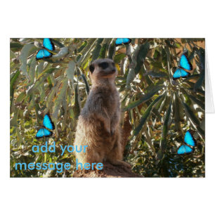 Meerkat And Blue Butterflies,