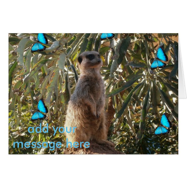 Meerkat And Blue Butterflies, (Front Horizontal)