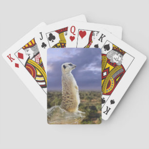 Meerkat And The Great Outdoors, Playing Cards