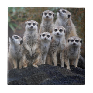 Meerkat Animal Safari Africa Cute Suricate Ceramic Tile