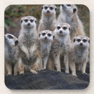 Meerkat Animal Safari Africa Cute Suricate Coaster