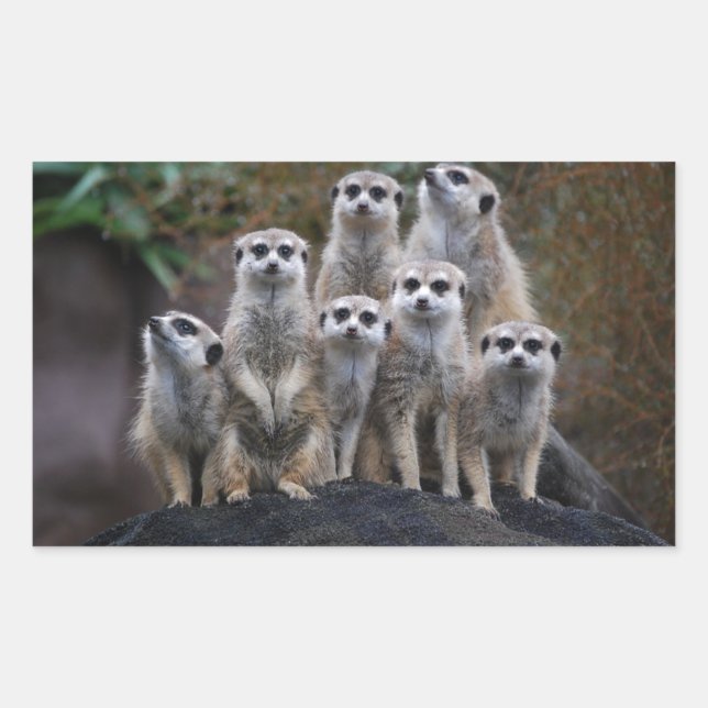 Meerkat Animal Safari Africa Cute Suricate Rectangular Sticker (Front)