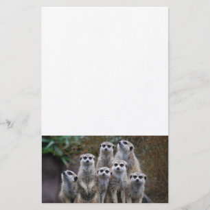 Meerkat Animal Safari Africa Cute Suricate Stationery