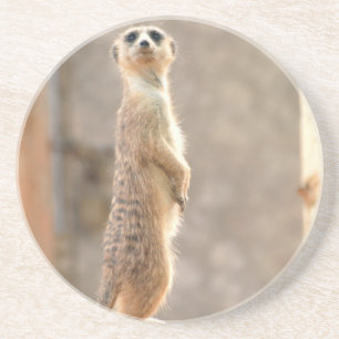 Meerkat at Attention Coasters