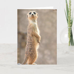 Meerkat at Attention Greeting Card