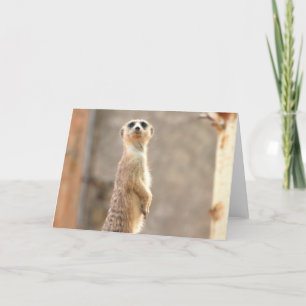 Meerkat at Attention Greeting Card