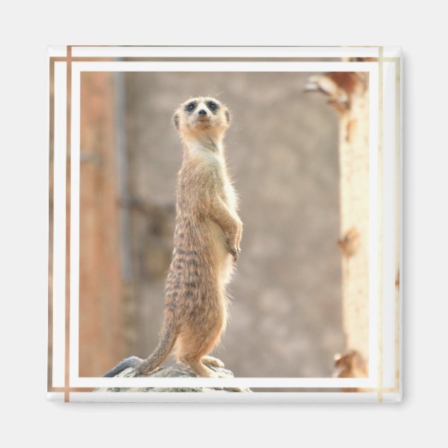 Meerkat at Attention Magnet (Front)