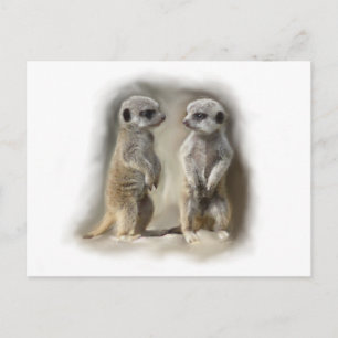 Meerkat baby twins postcard