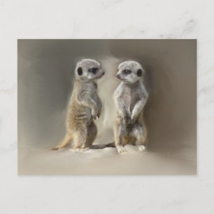 Meerkat baby twins postcard