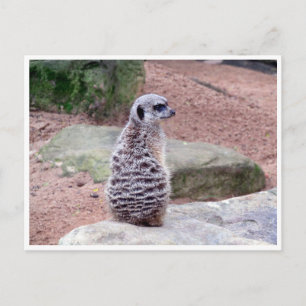 meerkat back postcard