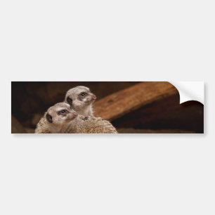 Meerkat Background Bumper Sticker