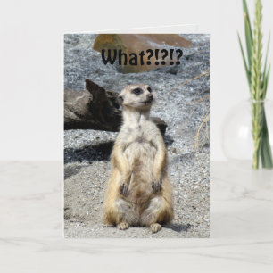 Meerkat Birthday Card