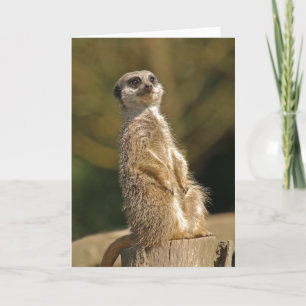 Meerkat Birthday Card