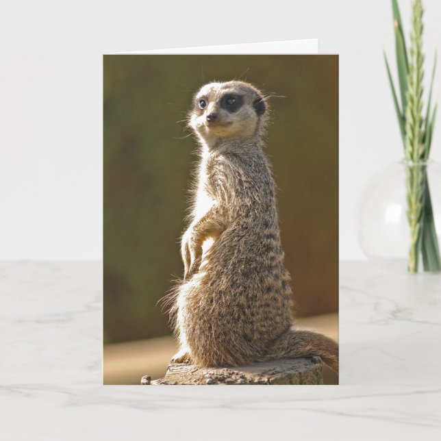 Meerkat Birthday Card c (Front)