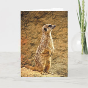 Meerkat - Blank Greeting Card