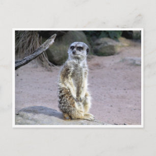 meerkat branch postcard