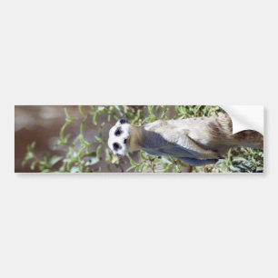 Meerkat Bumper Sticker