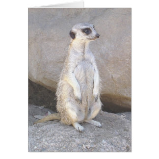 meerkat card