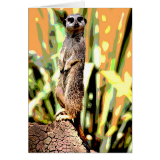 Meerkat Card
