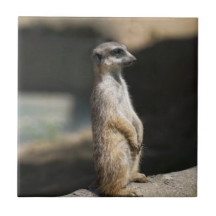 Meerkat Ceramic Tile