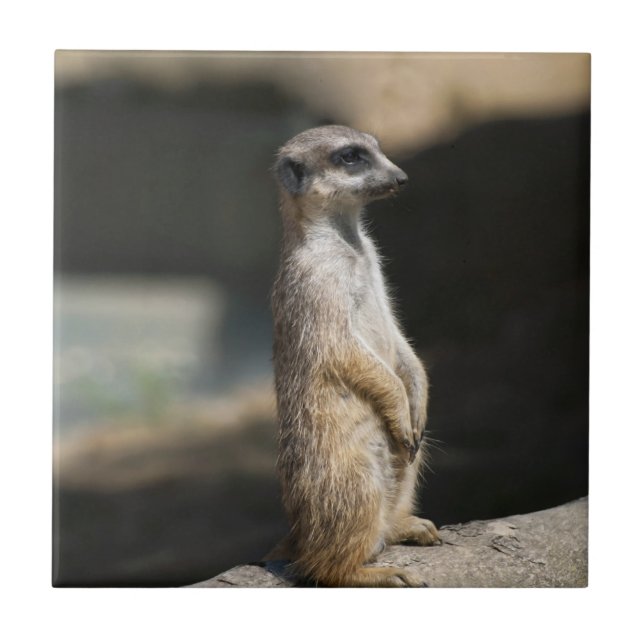 Meerkat Ceramic Tile (Front)
