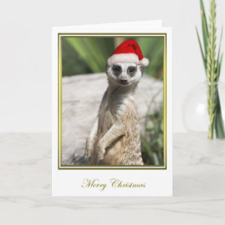 Meerkat Christmas 4 Holiday Card