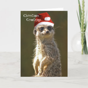 Meerkat Christmas Greetings Card