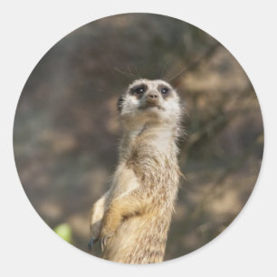 Meerkat Classic Round Sticker
