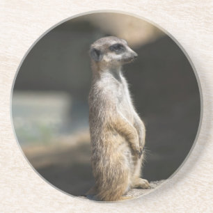 Meerkat Coaster