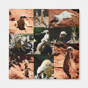 Meerkat Collection Photo Collage, Magnet