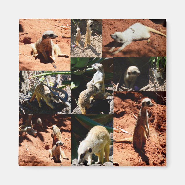 Meerkat Collection Photo Collage, Magnet (Front)