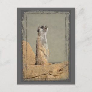 Meerkat Collection Postcard