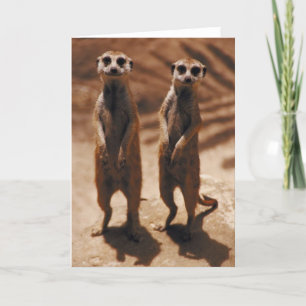 Meerkat Duo Card