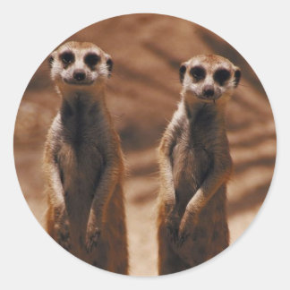 Meerkat Duo Classic Round Sticker
