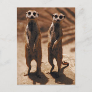 Meerkat Duo Postcard