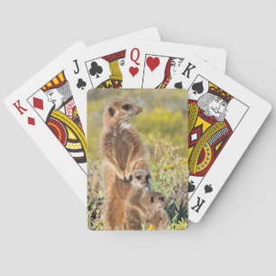 Meerkat Family Portrait Playing Cards