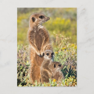 Meerkat Family Portrait Postcard