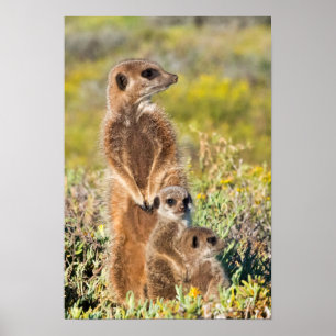 Meerkat Family Portrait Poster