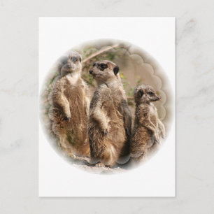 Meerkat Family Postcard