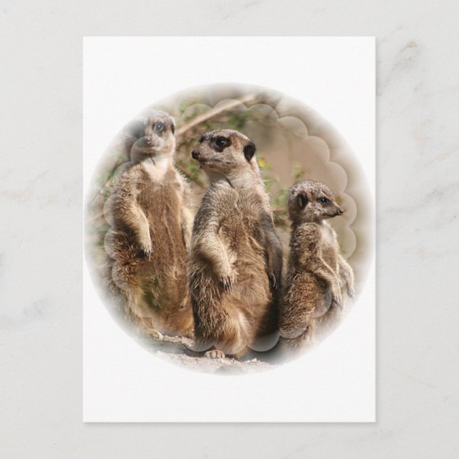 Meerkat Family Postcard (Front)
