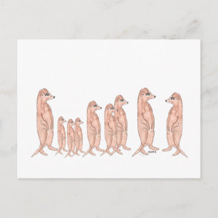 Meerkat Family Postcard