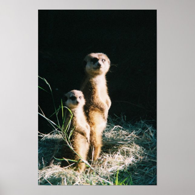 Meerkat Friends Poster (Front)