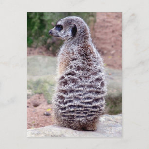 meerkat fur postcard