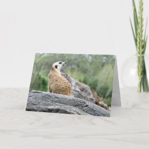 Meerkat Greeting Card