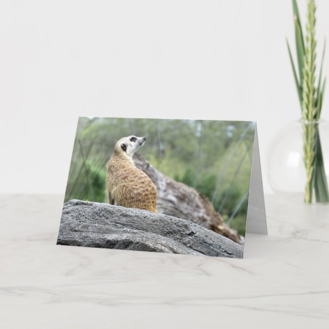 Meerkat Greeting Card (Front)