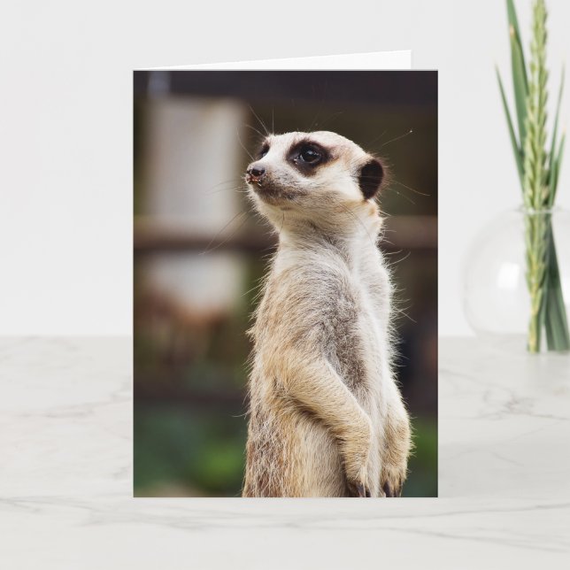 Meerkat Greeting Card (Front)